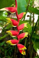 fleur tropicale photo