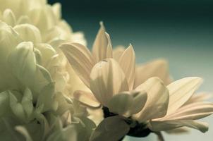 fleur de chrysanthème