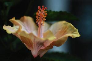 fleur d'hibiscus photo