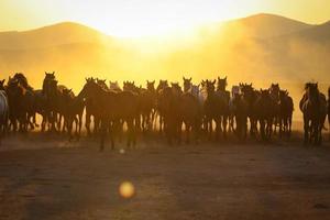 Chevaux yilki courant dans le champ, kayseri, Turquie photo