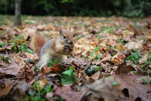 écureuil posant dans la forêt photo