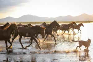 Chevaux yilki courant dans l'eau, kayseri, Turquie photo