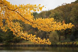 feuilles sur une branche d'arbre en automne photo