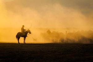 Chevaux yilki courant dans le champ, kayseri, Turquie photo