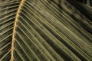 fond de feuille verte tropicale, thème de ton sombre. photo