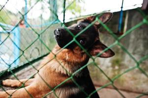 photo en gros plan du museau d'un chien dans une cage.