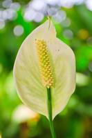 fleur d'Anthurium