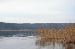 rive tranquille du lac avec des roseaux. paysage aux couleurs pastel photo