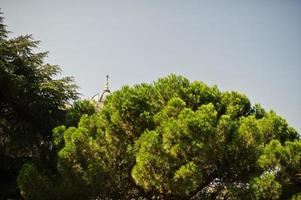 haut de l'arbre méditerranéen vert sur le contraste avec le ciel bleu. photo