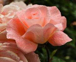 rose rose photo