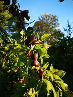 les prunes poussent sur un arbre photo