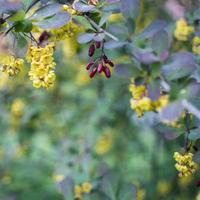 mise au point douce de belles fleurs de printemps berberis thunbergii atropurpurea fleur. macro de minuscules fleurs jaunes d'épine-vinette sur fond de feuillage violet bokeh élégant. concept de nature pour la conception. photo