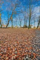 parc avec des feuilles à wschowa photo