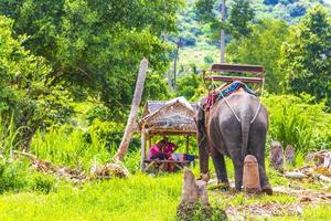 koh samui surat thani thaïlande 2018 éléphants d'asie pour l'équitation parc de la forêt tropicale koh samui thaïlande. photo