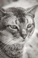 beau chat mignon aux yeux verts dans la jungle tropicale mexique. photo