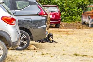 muyil quintana roo mexique 2022 parking avec voitures chiens aux ruines mayas de muyil mexique. photo