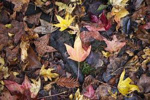 feuilles tombées en automne photo