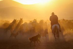 Chevaux yilki courant dans le champ, kayseri, Turquie photo