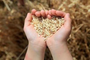 grain de blé dans les mains de petite fille photo