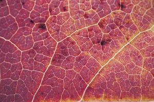 nervures des feuilles d'arbres rouges, couleurs d'automne fond rouge photo