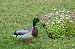 colvert mâle ou canard sauvage sur l'herbe, vu de son côté droit. des fleurs à côté. photo