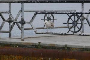 mouette debout sur le mobilier public photo