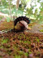 chenilles rampant sur les branches des arbres photo