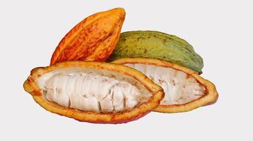 les cabosses de cacao mûres sont orange jaune vert qui sont fendues, isolées sur fond blanc et les graines sont visibles. cacao ou theobroma cacao l. est un arbre cultivé dans les plantations photo