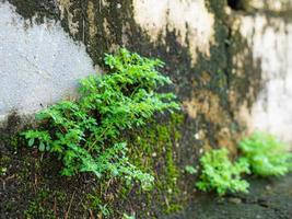 de fortes mauvaises herbes poussent sur les surfaces en ciment, en s'appuyant sur l'humidité qui se dépose sur la surface recouverte de mousse. photo