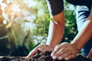 main d'agriculteur plantant un arbre dans le jardin pour sauver le monde photo