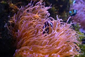 beaux coraux colorés dans l'aquarium photo