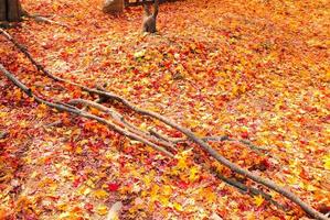 feuilles d'érable colorées à l'automne sur fond de nature d'automne photo