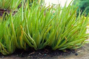 Close up feuille d'aloe vera dans le jardin photo