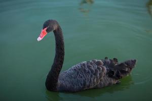 seul beau cygne noir nage dans un lac vert. photo