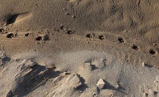 empreintes de pas dans le sable sur les rives de la mer méditerranée dans le nord d'israël photo