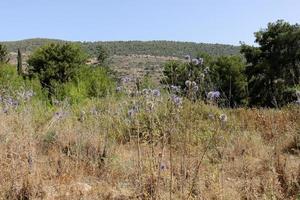 paysage naturel dans le nord d'israël photo