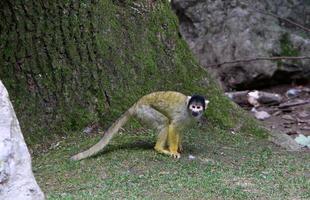 les singes sont assis sur des branches d'arbres sur fond de feuillage vert photo