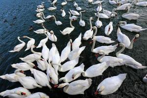 de grands cygnes blancs vivent sur un lac d'eau douce photo