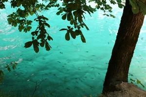 belles rives du lac de bled en slovénie photo