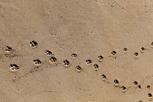 empreintes de pas dans le sable sur les rives de la mer méditerranée dans le nord d'israël photo
