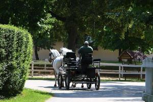 les chevaux blancs lipizzans sont la fierté et la passion de la slovénie. photo