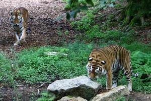 le grand tigre de l'amour vit dans le zoo photo