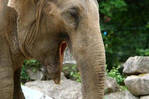 un éléphant est un grand mammifère avec une longue trompe qui vit dans un zoo. photo