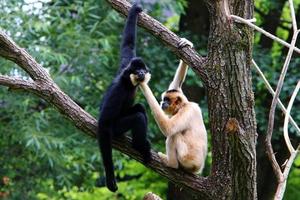 les singes sont assis sur des branches d'arbres sur fond de feuillage vert photo