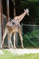 une girafe au long cou et grande vit dans un zoo photo