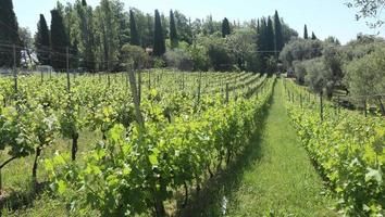 beau vignoble à flanc de colline sur la côte d'azur photo