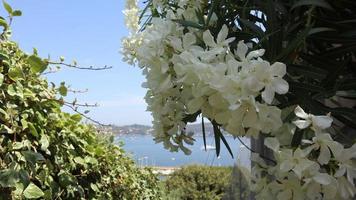 belles fleurs blanches lumineuses sur le fond du village français du sud photo