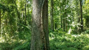 Grande vigne de sumac vénéneux sur tronc d'arbre en forêt photo