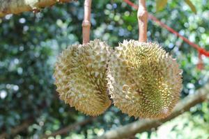 durians sur l'arbre durian dans un verger de durian biologique. photo