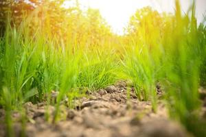 rizière verte aride sol fissuré terre sèche pendant la saison sèche dans la rizière photo